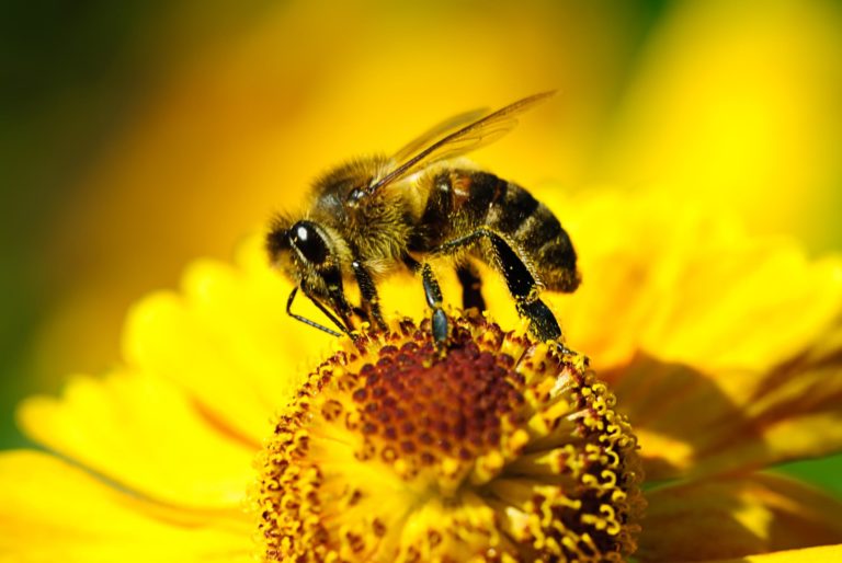 Pollen affects how quickly honey will crystallize